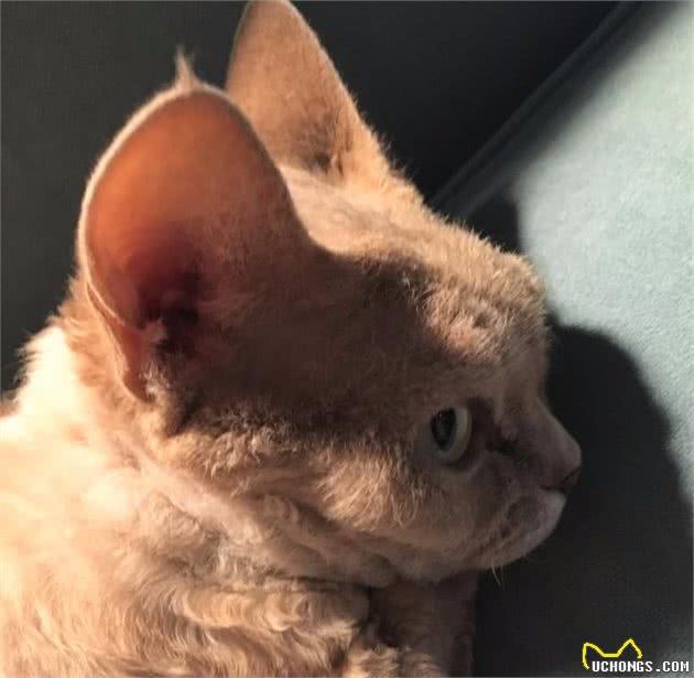 一只卷毛猫的日常：追求简单的满足，更容易生活幸福