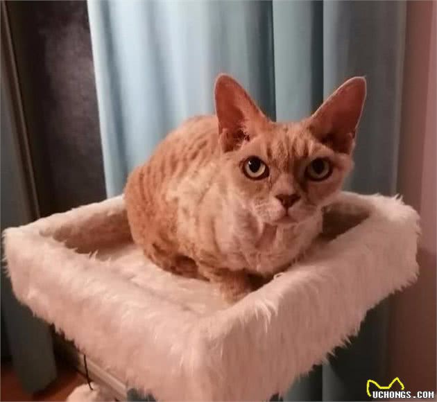 一只卷毛猫的日常：追求简单的满足，更容易生活幸福