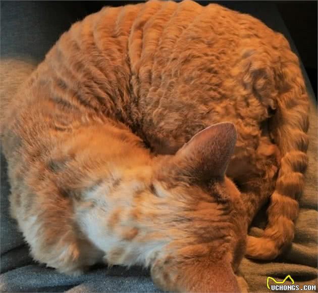 一只卷毛猫的日常：追求简单的满足，更容易生活幸福