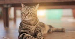 人见人爱的狸花猫，也有这些隐藏的小缺点哦