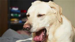 心脏是最脆弱的地方，狗狗有心脏疾病，你会放弃吗？请坚持一下！