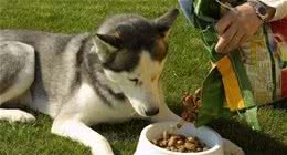 为什么要给狗狗吃狗粮，5个好处告诉你