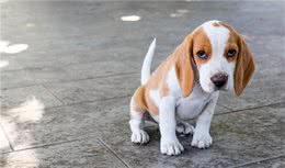 狗狗这几个动作，是在“和你说话”，你都知道吗？不要再让它伤心