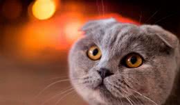 地球上10大人气最高的宠物猫，中国狸花猫上榜，你养了哪一种？