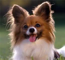 爱宠护理③狗狗耳部护理