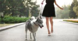 6种错误的遛狗方式，对狗狗有害，千万不要做