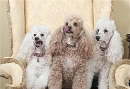 贵宾犬注意事项，第一次养的主人要注意第3点，别被狗狗欺负了
