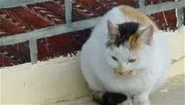 流浪猫雪地里被冻僵，狗狗看到后竟把它救回自己的窝！