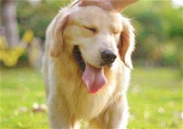 最“乖巧”的5种狗狗，随便给你撸，它也不生气
