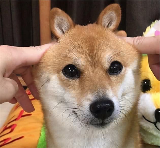 柴犬价格波动为啥这么大？柴犬现在到底啥价格？