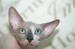 有人要无毛猫吗？我扔楼下了，谁要去捡