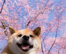 柴犬价格昂贵，离不开这“6个原因”