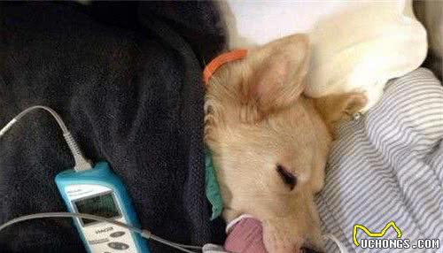 狗狗吃错药比人危险10倍，误食该这样处理，附最有效预防方法
