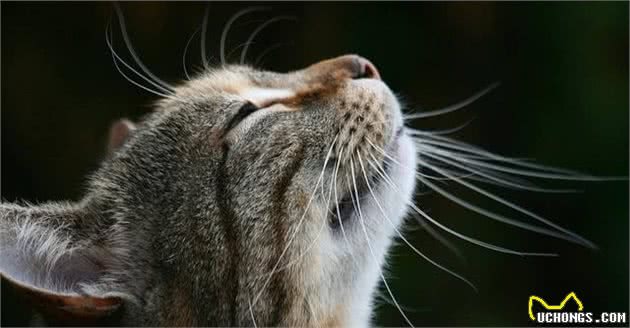 中国狸花猫为什么被誉为中国小老虎