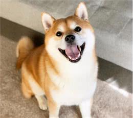 柴犬最大能长多大？受限狗令约束吗？