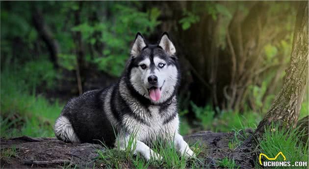 适合家庭饲养的中大型犬有哪些