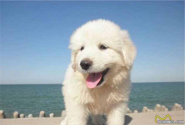 适合家庭饲养的中大型犬有哪些