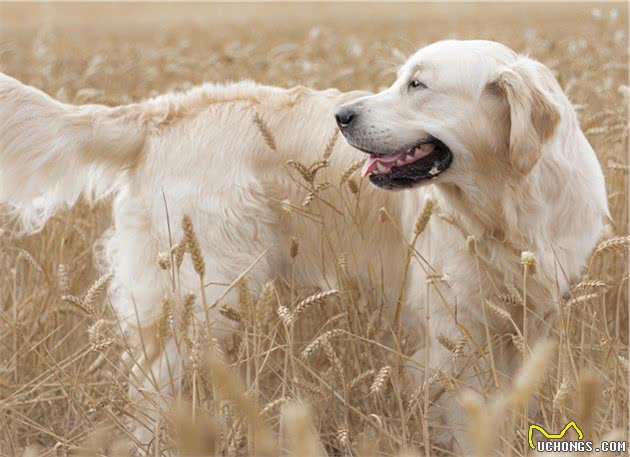 适合家庭饲养的中大型犬有哪些