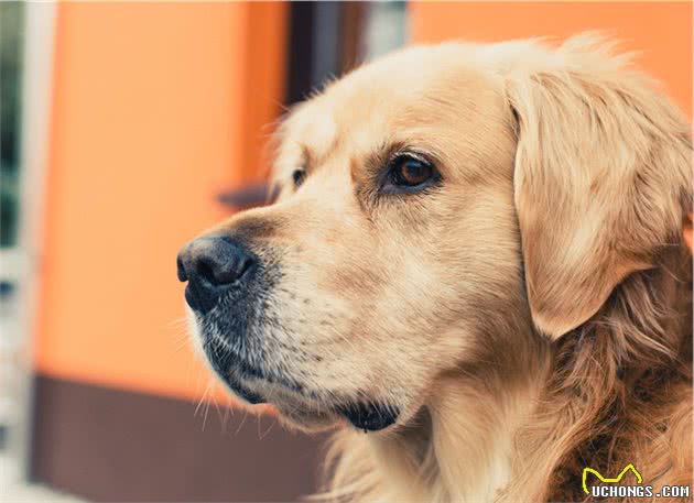 适合家庭饲养的中大型犬有哪些