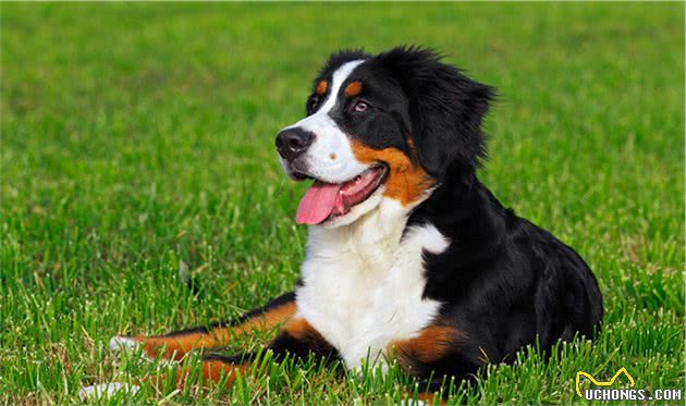 适合家庭饲养的中大型犬有哪些