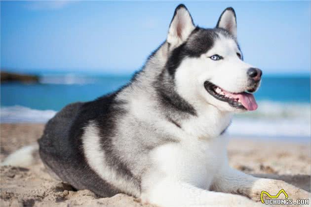 适合家庭饲养的中大型犬有哪些
