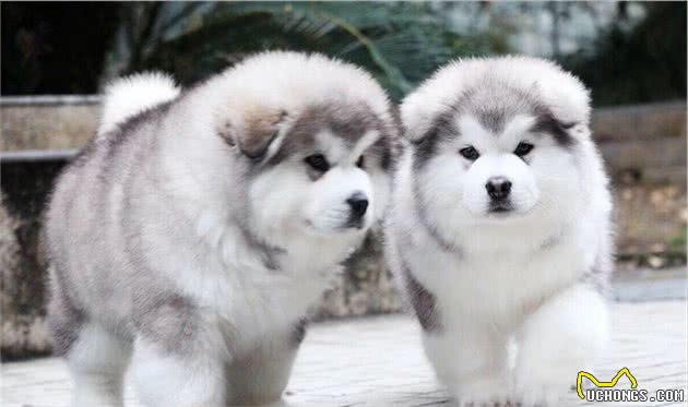 适合家庭饲养的中大型犬有哪些
