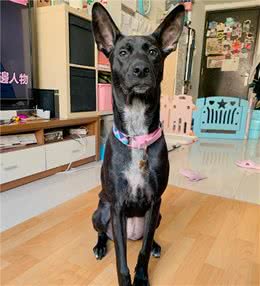 霸气的狗狗小时候长这样…原来耳朵也会变？这是两只狗吧