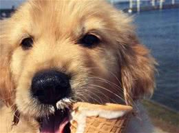 为什么狗狗总想吃主人的食物？原来是这样的