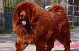 亚洲战斗力最强的3种猛犬，在你心中哪种是东方猛犬之王