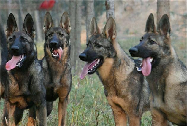 国家顶级护卫犬：昆明犬，你了解多少？