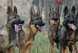 国家顶级护卫犬：昆明犬，你了解多少？