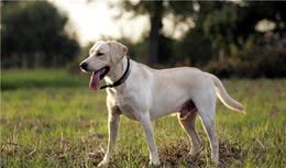 八、大型犬的品种