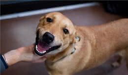 狗狗的幸福有6级，满级狗狗最幸福，你家狗满级没有？