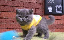 蓝猫把你当“妈妈”，必定会有这些表现