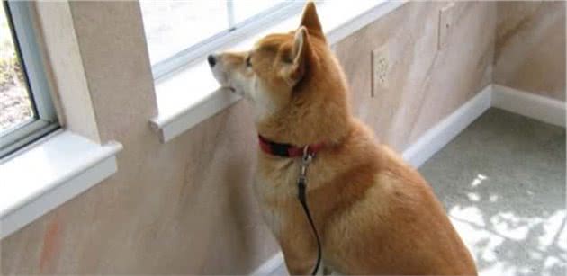 狗狗分离焦虑，主人走开就叫不停，这4个问题主人问训犬师最多