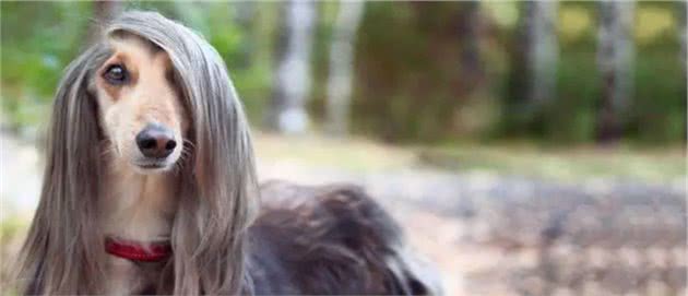 这么好看的阿富汗犬类，为什么国内禁售？因为优秀吗？
