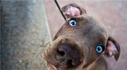 狗狗的感知比人类灵敏，它们用哪一种感官，感知人类的存在