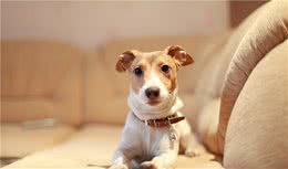 秋季饲养狗狗，必须注意这三点