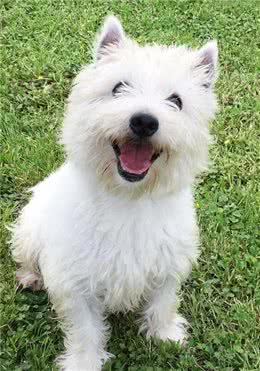 勇猛顽强，敢于挑战的西高地白梗犬
