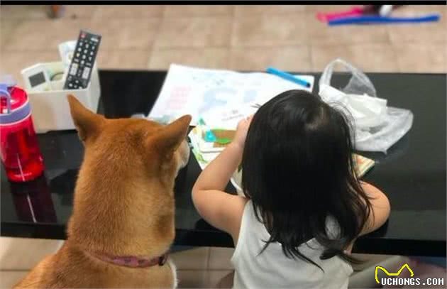 有一只护主的柴犬是什么体验？女儿做错事被责骂，柴犬保护小公主