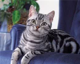全世界排名前十，最受欢迎的猫—美国短毛猫