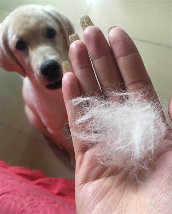 高颜值但非常会掉毛的5种狗，不想家中狗毛满天飞的话，慎养啊！