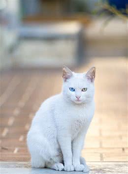 每天吸一种猫：“泰国曼尼猫”，异瞳中精灵