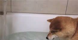 柴犬第一次在家洗澡，判若两狗，颜值崩坏，铲屎官都认不得了