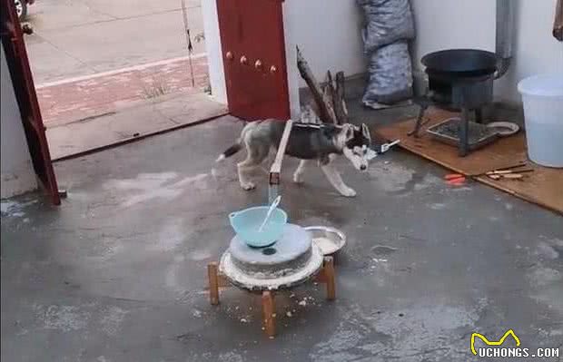 哈士奇精力太旺盛了，主人就让它帮忙拉磨，狗：你把我当什么了？