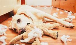 趁主人不注意，狗狗总偷吃奇怪的东西，它有可能患了异食癖