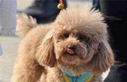 你家的泰迪犬“这样”养？不出问题才怪