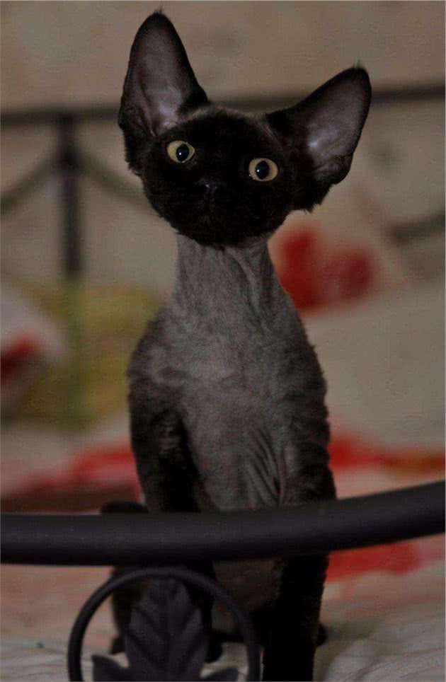 教你选猫系列，猫咪品种介绍及品相判断（17）—德文卷毛猫