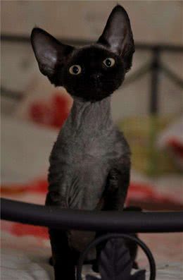 教你选猫系列，猫咪品种介绍及品相判断（17）—德文卷毛猫