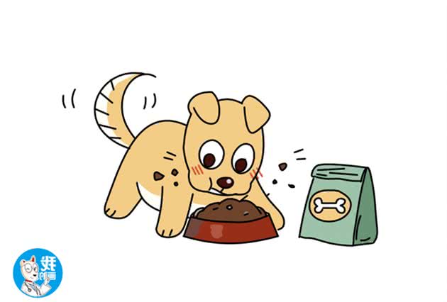 选狗如同盲人摸象？挑狗有技巧，好犬跑不了